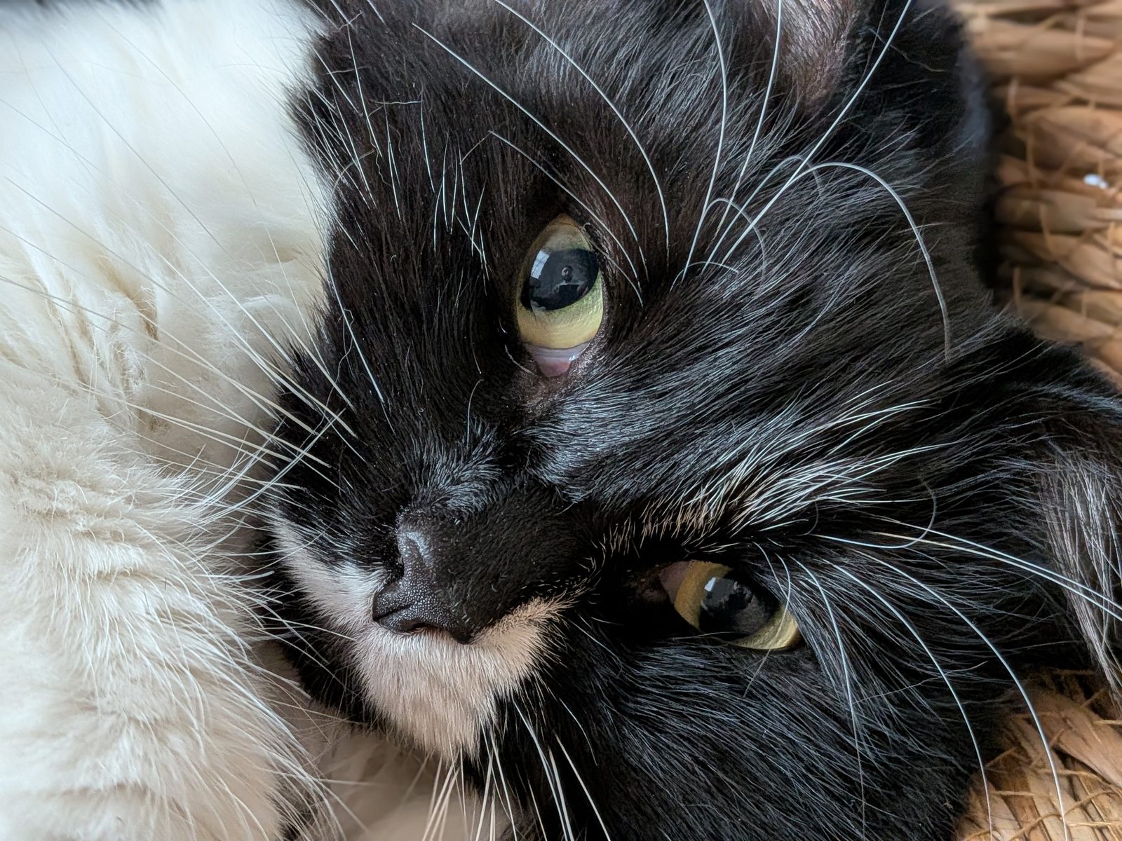 An extreme close-up of Martha's face, two enormous yellow-green eyes peering from a sea of black fur.