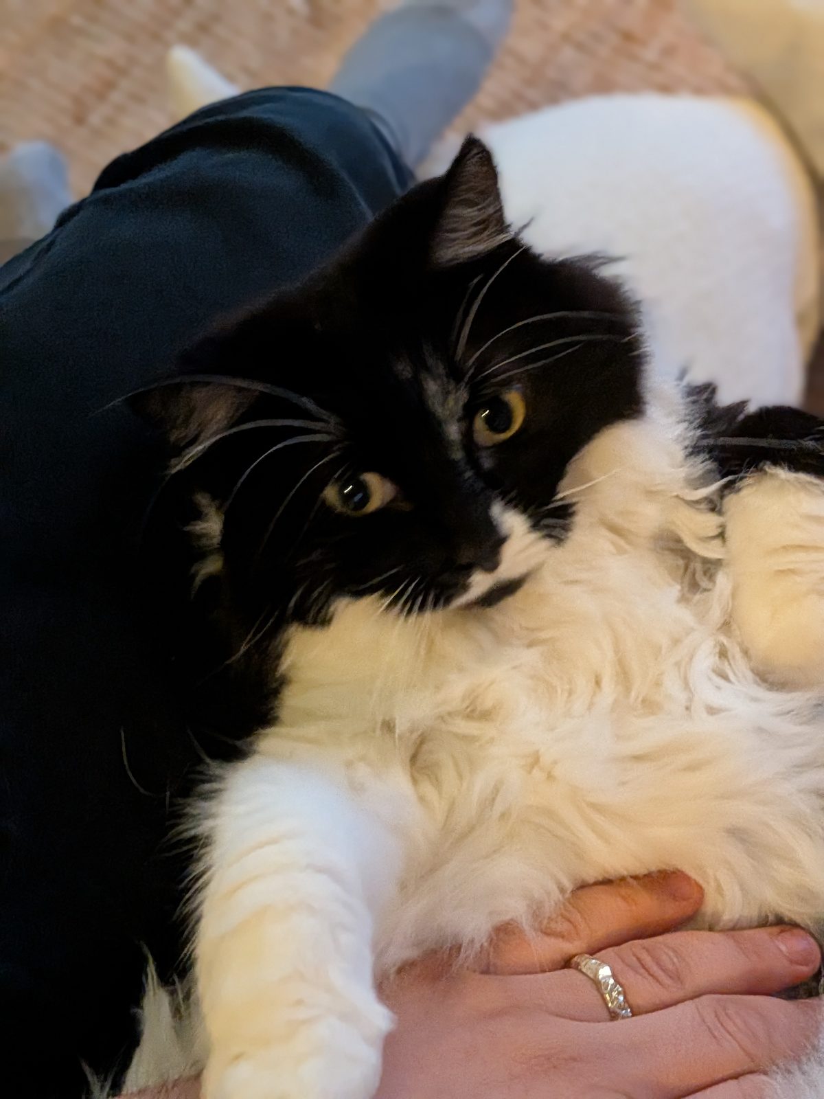 Martha settled into a lap, paws on a hand wearing a wedding ring.