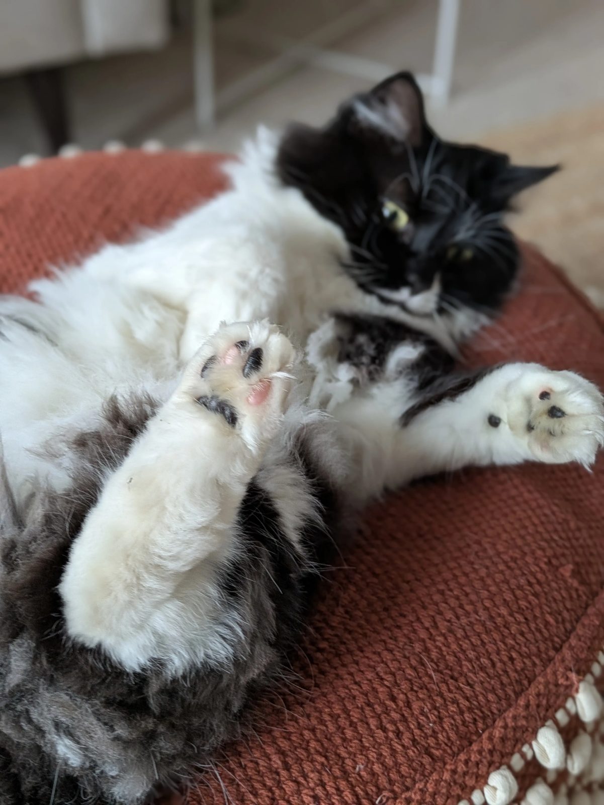 Martha sprawled on her back on a red rug, two front paws splayed in trust.