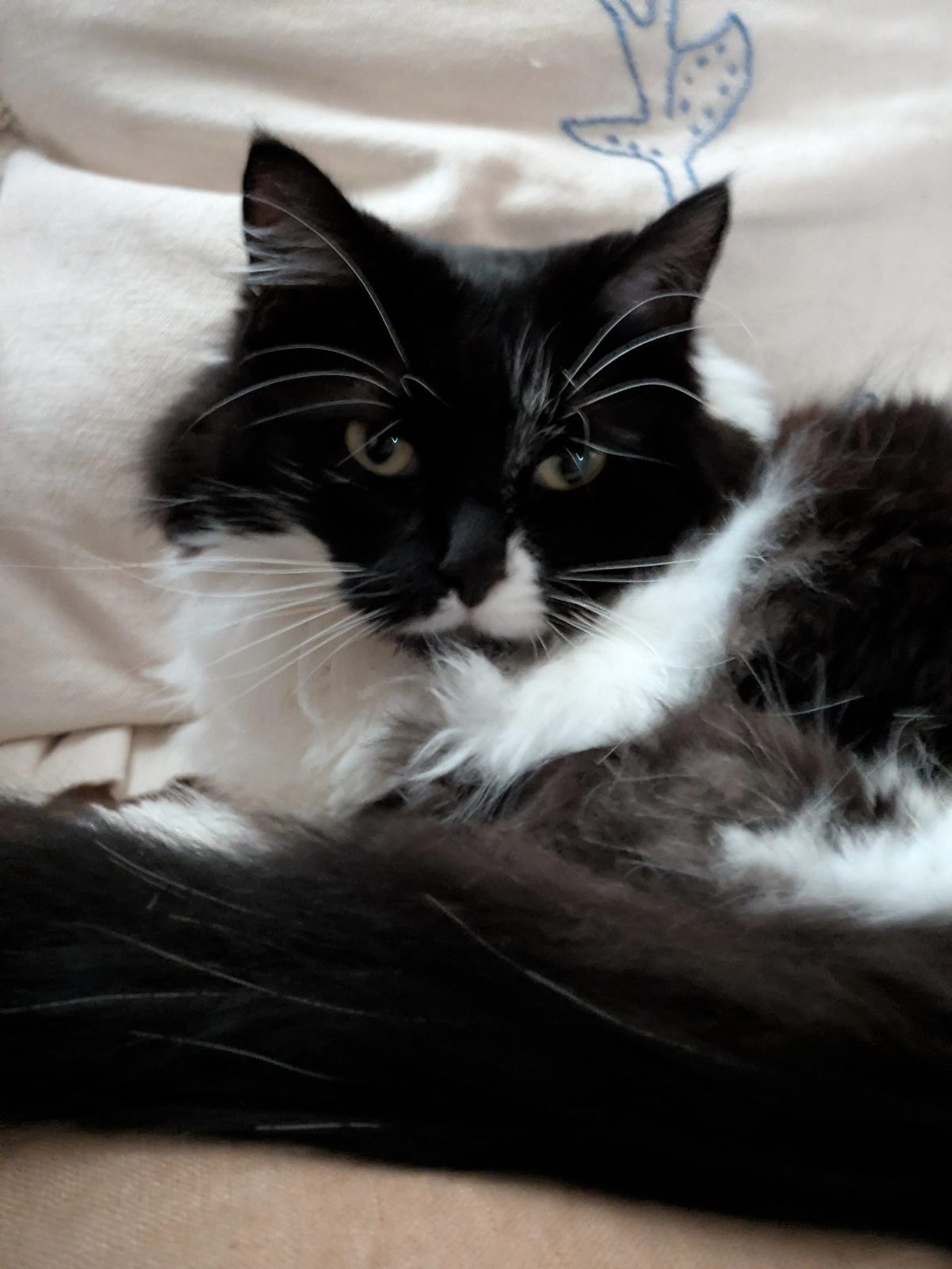 Martha looking directly upward, paws crossed, posing.