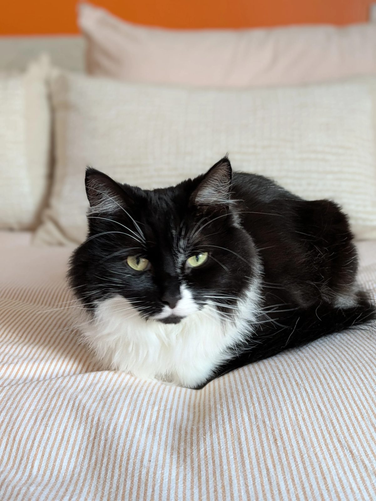 Martha in a perfect loaf pose on a striped bedspread, an orange wall behind her.