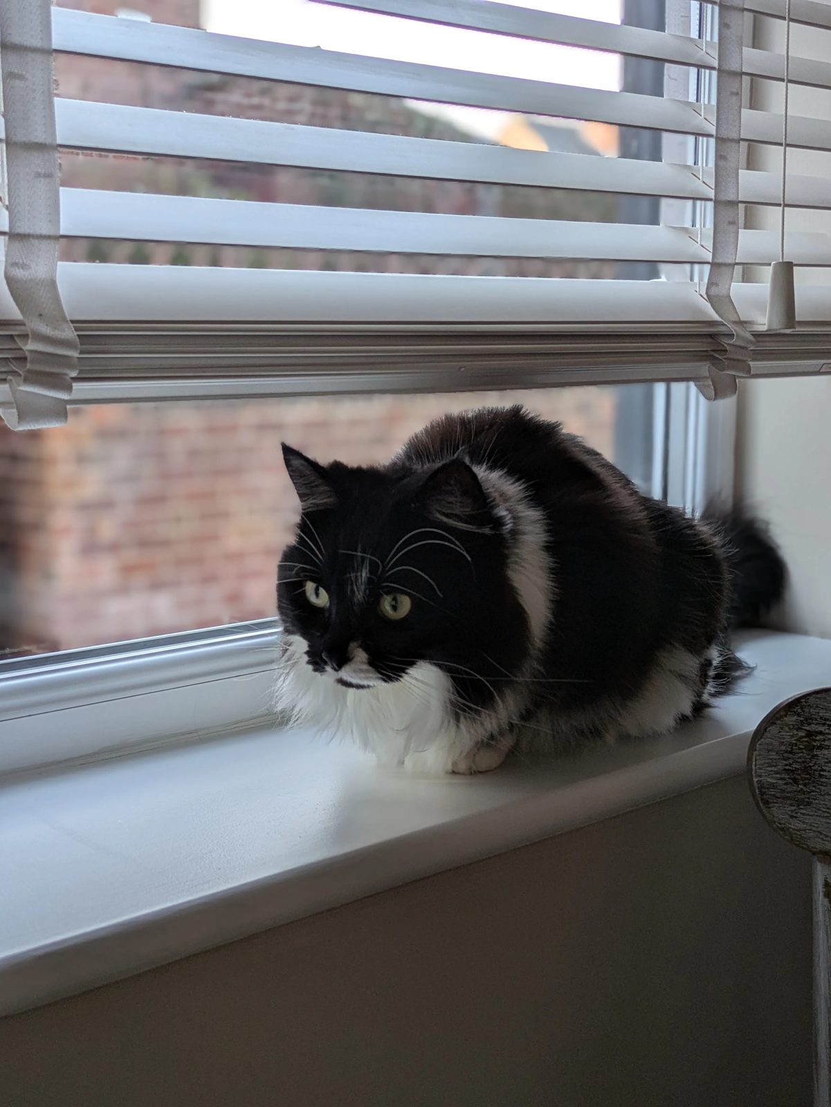 Martha on a windowsill watching the world through the blinds.